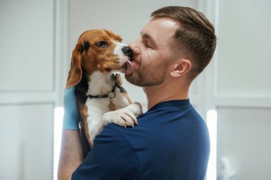 Hayvan yalıyor, adamı öpüyor, sevimli. Erkek veteriner klinikte av köpeğiyle çalışıyor..