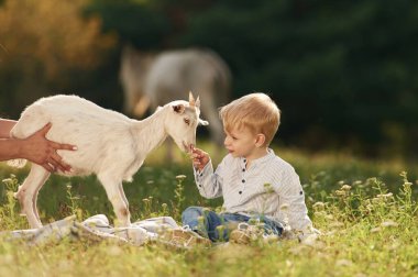 Çocuk hayvana bakarken çok meraklı. Anne ve oğlu çiftlikte keçilerle birlikte..