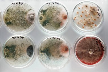 Sıraya girin. Trichoderma ve Sclerotinia özel yuvarlak konteynırların laboratuarında.
