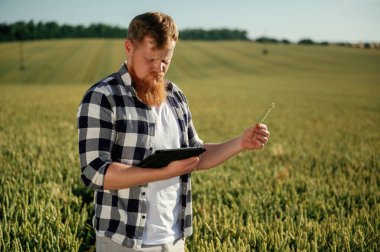 Buğdayı inceliyorum. Beyaz gömlekli adam tarlada..