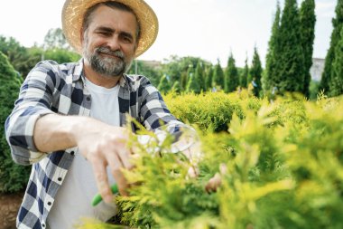 Makas kullanarak çalıların icabına bakmak. Kıdemli bahçıvan gündüz çalışıyor..