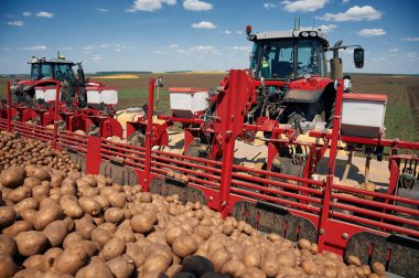 Bir demet taze patates. Tarım makineleri, traktör sahada. Hasat kavramı.