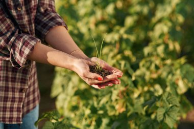 Toprağın ve bitkinin görüntüsünü kapat. Gündüz vakti güzel tarla tarlasında genç bir kadın var..