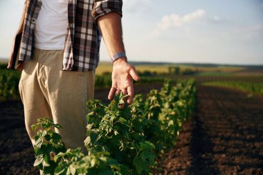 Bitkiye dokunmak. Çiftçi tarım alanında..