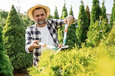 Çalıları kesmeye odaklanmış. Kıdemli bahçıvan gündüz çalışıyor..
