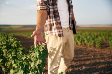 Bitkiye dokunmak. Çiftçi tarım alanında..