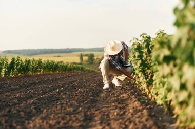 Hasır şapkalı. Çiftçi tarım alanında..