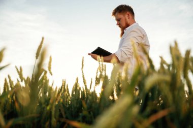 Dijital tabletle büyüme sürecini kontrol ediyorum. Beyaz gömlekli adam tarlada..