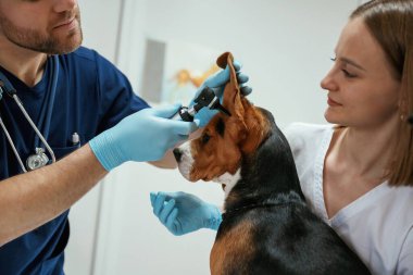 Yan görüş, kulaklara bakmak. İki veteriner klinikte av köpeğiyle çalışıyor..