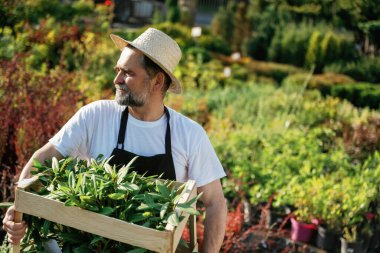 Tahta kutunun içindeki hareket eden bitkiler. Kıdemli bahçıvan gündüz çalışıyor..