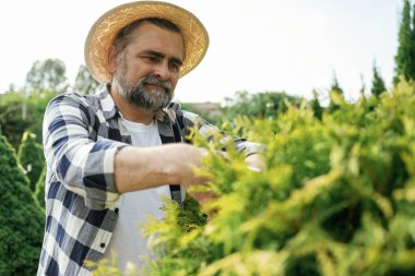 Makas kullanarak çalıların icabına bakmak. Kıdemli bahçıvan gündüz çalışıyor..