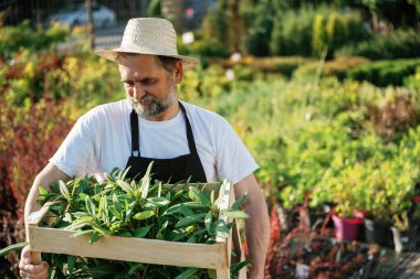 Tahta kutunun içindeki hareket eden bitkiler. Kıdemli bahçıvan gündüz çalışıyor..