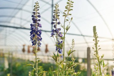 Odaklanmış yakın görüş. Seradaki güzel bitkiler ya da çiçekler.