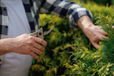 Çalı makasıyla kesiyor. Bahçıvan çalışıyor..