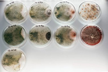 Sıraya girin. Trichoderma ve Sclerotinia özel yuvarlak konteynırların laboratuarında.