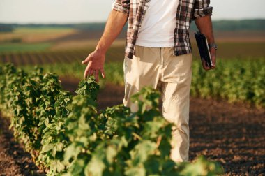 Bitki gelişiminin kalitesini kontrol eder. Çiftçi tarım alanında..