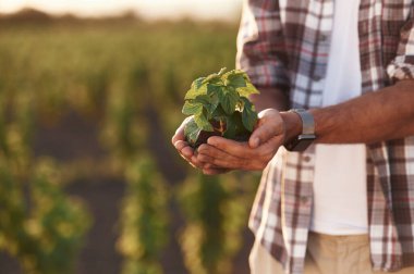Bitkiyi ellerindeki toprakta gösteriyor. Çiftçi tarım alanında..