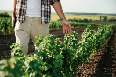 Bitkiye dokunmak. Çiftçi tarım alanında..