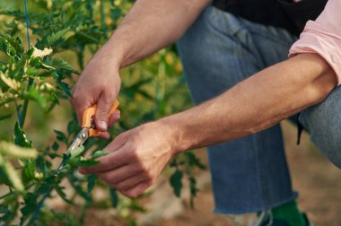 Yakın çekim görüntüsü. Makas kullanarak özen gösteriyorum. Seradaki adam bitkilerle çalışıyor..
