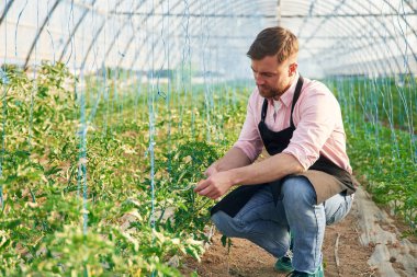 Makas ellerde. Seradaki adam bitkilerle çalışıyor..