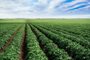 Geniş yeşil tarlalar, bulutlu açık mavi gökyüzünün altında..