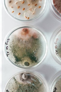 Detaylı üst görünüm. Trichoderma ve Sclerotinia özel yuvarlak konteynırların laboratuarında.
