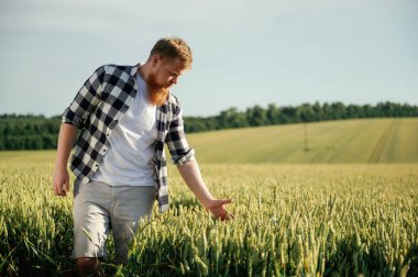 Durmak, buğdayı kontrol etmek, ona dokunmak. Beyaz gömlekli adam tarlada..