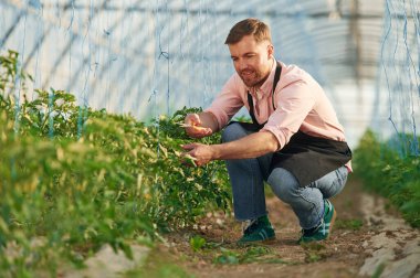 Bitkileri makas keserek. Seradaki adam çalışıyor..