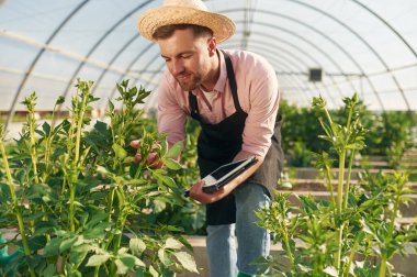 Dijital tablet hazır. Seradaki adam bitkilerle çalışıyor..