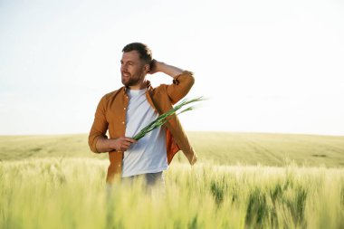 Yeşil buğday ellerinde, ayakta duruyor. Yakışıklı adam gün içinde tarım alanında olur..