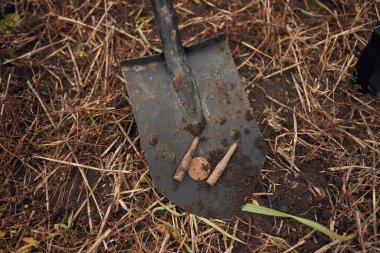 Kürekte madeni para ve mermiler var, metal detektör avı kavramı, arkeoloji..