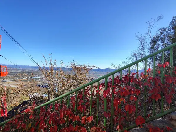 Zlatý Podzim Červený List Při Západu Slunce Pekingu — Stock fotografie
