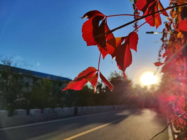 Χρυσό Φθινόπωρο Και Κόκκινο Φύλλο Στο Ηλιοβασίλεμα Του Πεκίνου — Φωτογραφία Αρχείου