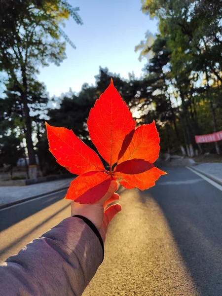 Χρυσό Φθινόπωρο Και Κόκκινο Φύλλο Στο Ηλιοβασίλεμα Του Πεκίνου — Φωτογραφία Αρχείου