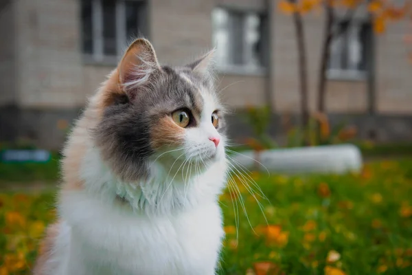 Autumn Outdoor Cat Fluffy Portrait Beautiful Pet Cute — Stock Photo, Image