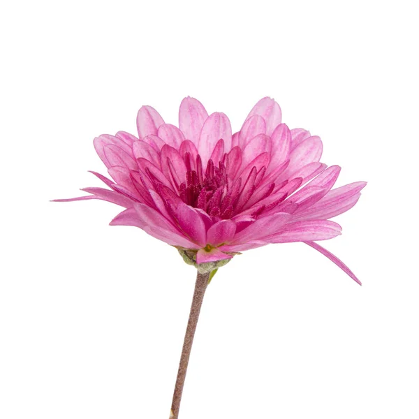 美しいピンク色の天然菊の花のデイジー白い背景に隔離された — ストック写真