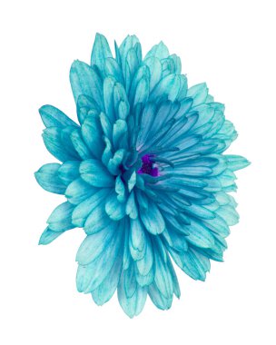 Güzel, oldukça doğal bir kasımpatı çiçeği beyaz arka planda izole edilmiş papatya.