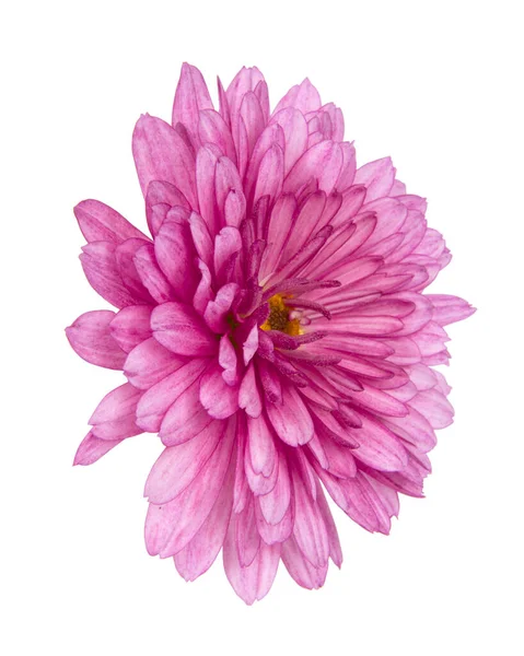 Mooie Mooie Roze Natuurlijke Chrysant Bloem Madeliefje Geïsoleerd Witte Achtergrond — Stockfoto