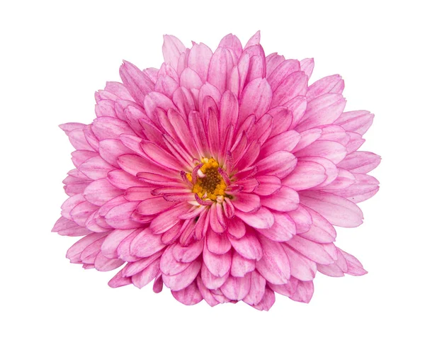Mooie Mooie Roze Natuurlijke Chrysant Bloem Madeliefje Geïsoleerd Witte Achtergrond — Stockfoto
