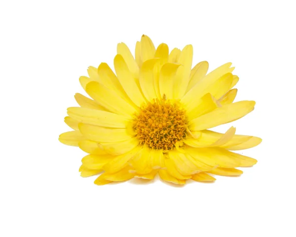 Яркий Красивый Желтый Цветок Пружины Изолированы Белом Фоне — стоковое фото