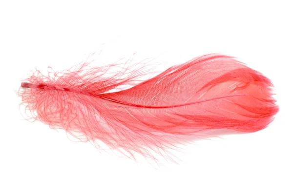 Elegant Röd Fluffig Fjäder Isolerad Den Vita Bakgrunden — Stockfoto