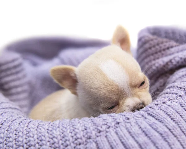 Small dog funny puppy cute chihuahua on knitted isolated on the white