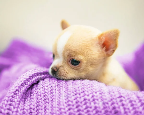 Small dog funny puppy cute chihuahua on knitted isolated on the white
