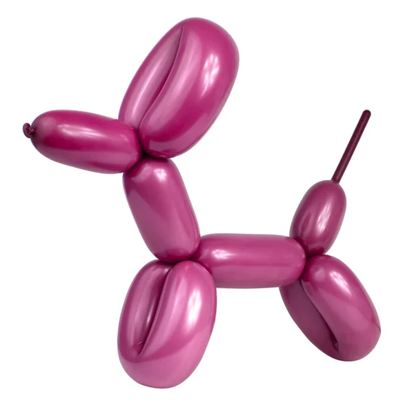 stock image Party balloon dog model toy twisting for fun isolated on the white background