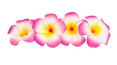 Beyaz arkaplanda izole Frangipani çiçeği