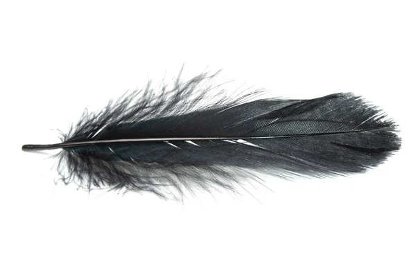 Fluffy Black Feather Isolated White Background Closeup — Stock Photo, Image