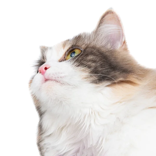 Lustige Flauschige Waldkatze Helle Farbe Isoliert Auf Dem Weißen Hintergrund — Stockfoto