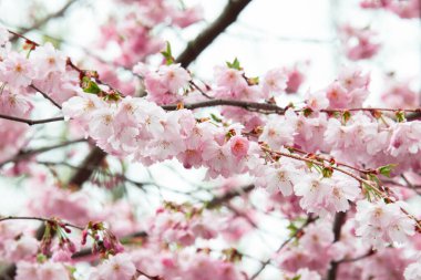 Mavi gökyüzünün altındaki ağaçta pembe kiraz çiçeklerinin güzel dallarının seçici odak noktası, bahar mevsiminde güzel Sakura çiçekleri, çiçek desenleri, doğa çiçekli arka plan..