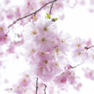 Mavi gökyüzünün altındaki ağaçta pembe kiraz çiçeklerinin güzel dallarının seçici odak noktası, bahar mevsiminde güzel Sakura çiçekleri, çiçek desenleri, doğa çiçekli arka plan..