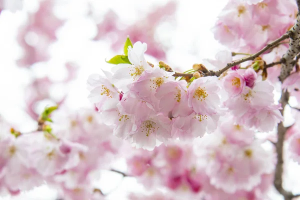 stock image Selective focus of beautiful branches of pink Cherry blossoms on the tree under blue sky, Beautiful Sakura flowers during spring season in the park, Flora pattern texture, Nature floral background.